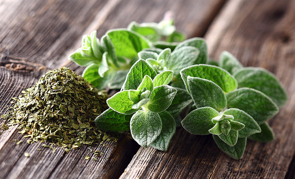 Oregano on a wooden table.