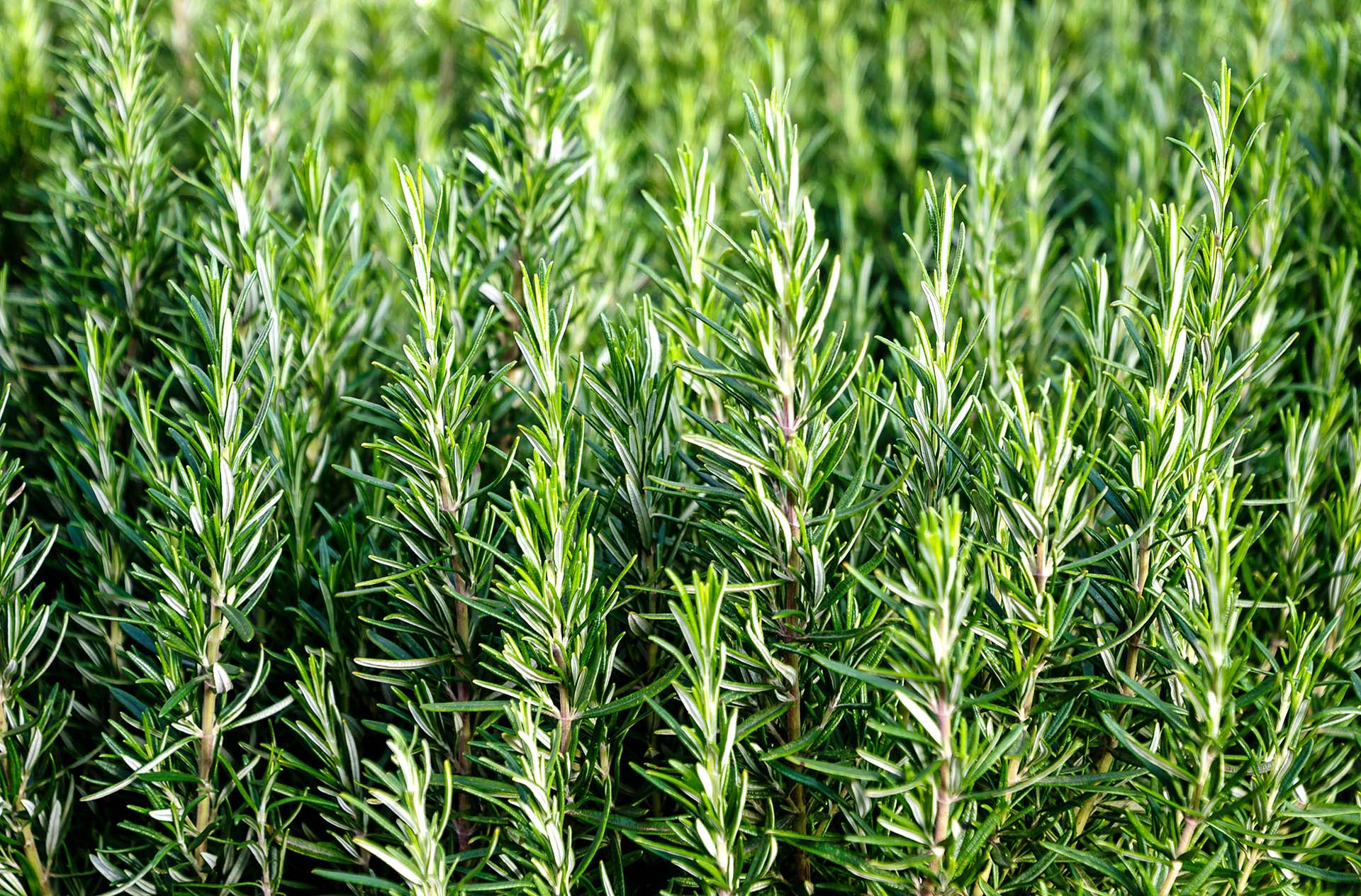 Rosemary field