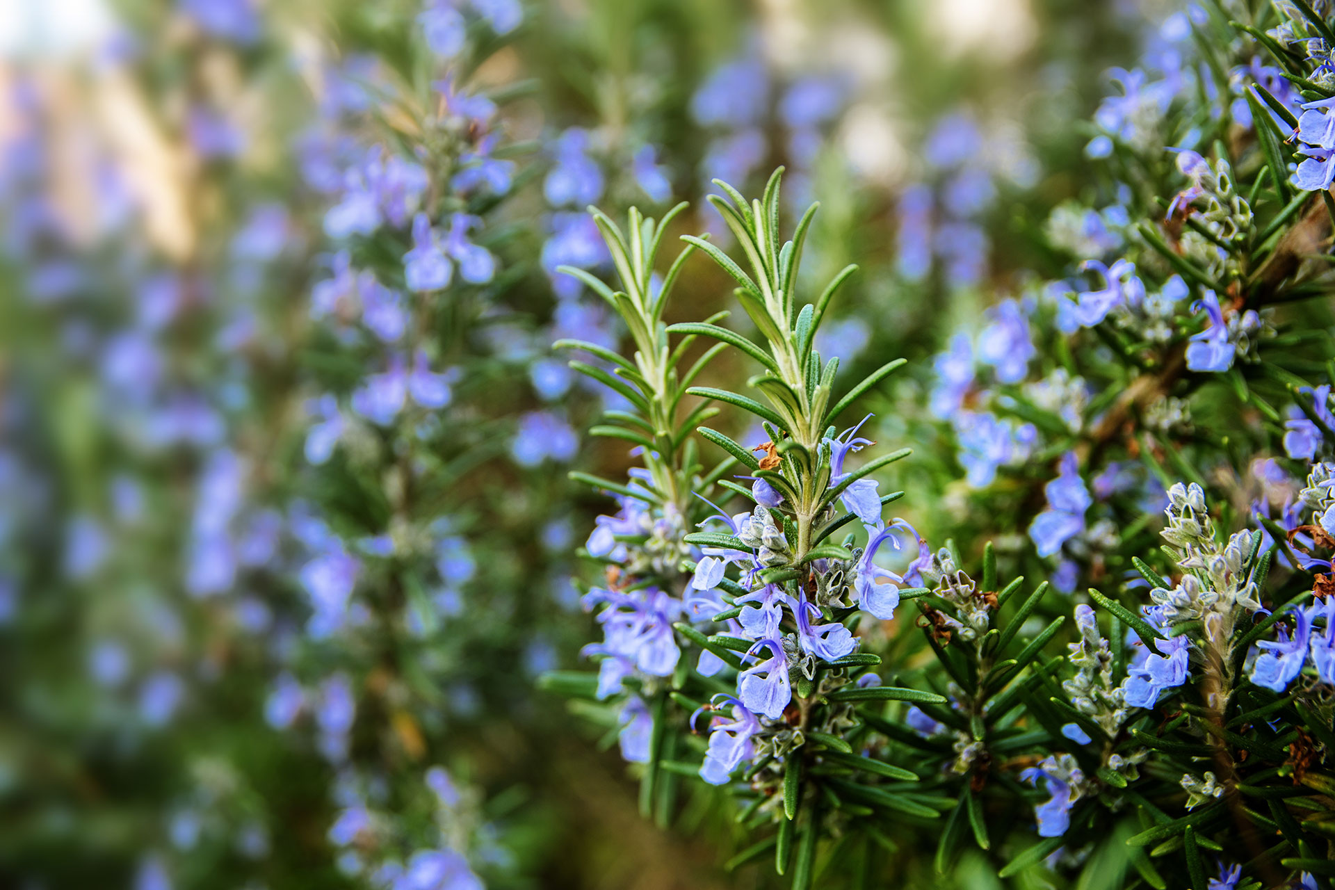 Rosemary plant blooms 