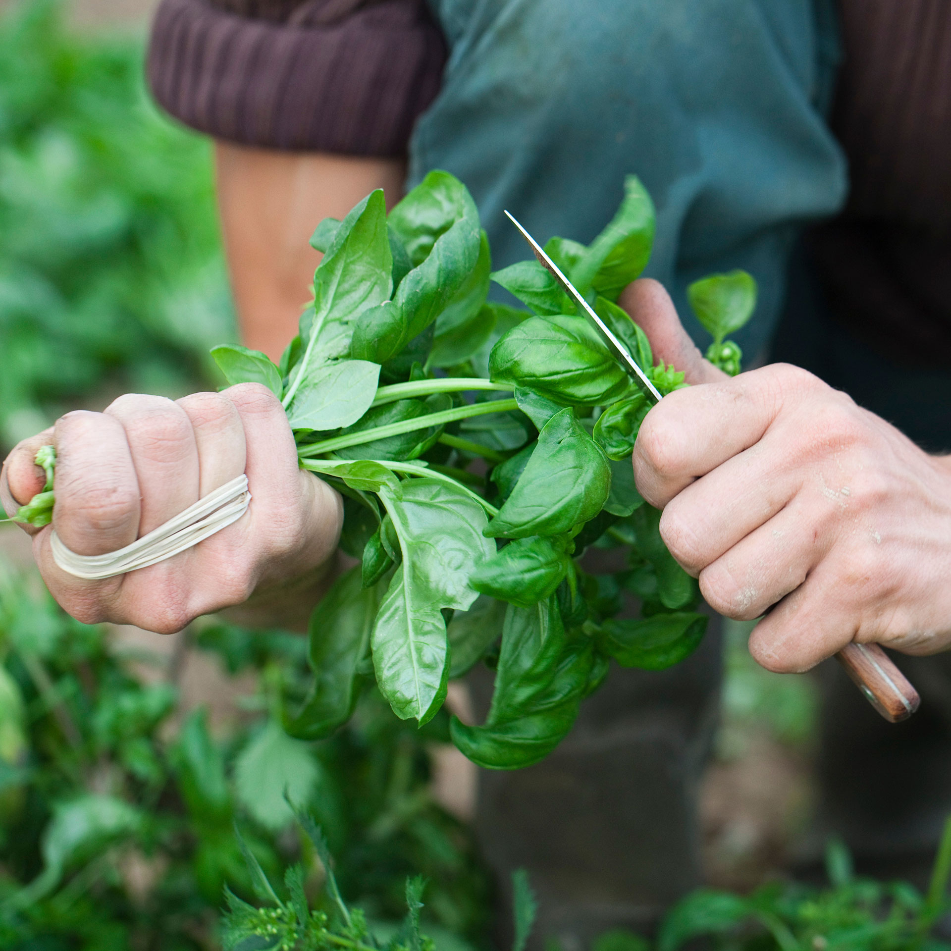 Basil is harvested.
