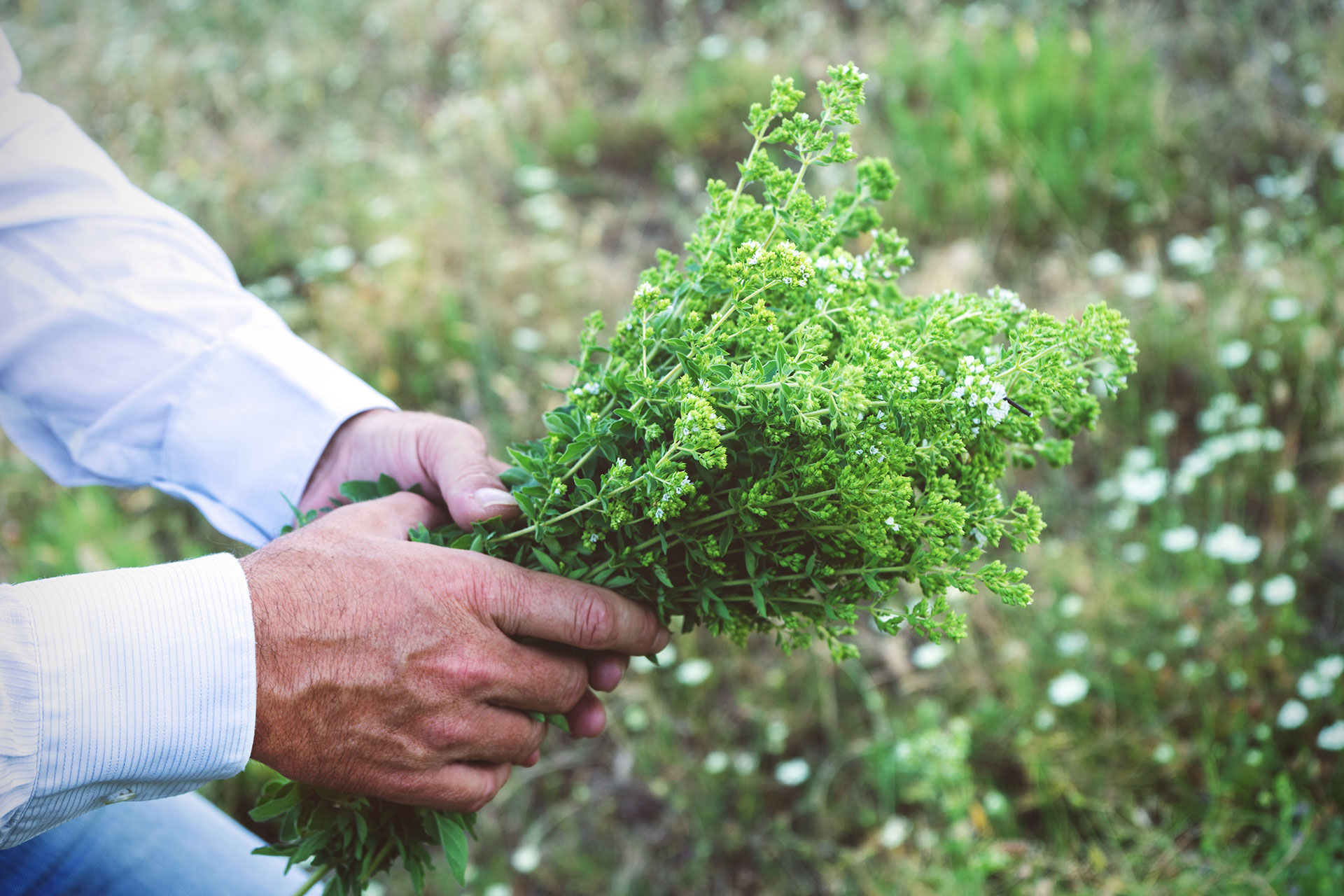 Hands are holding oregano.