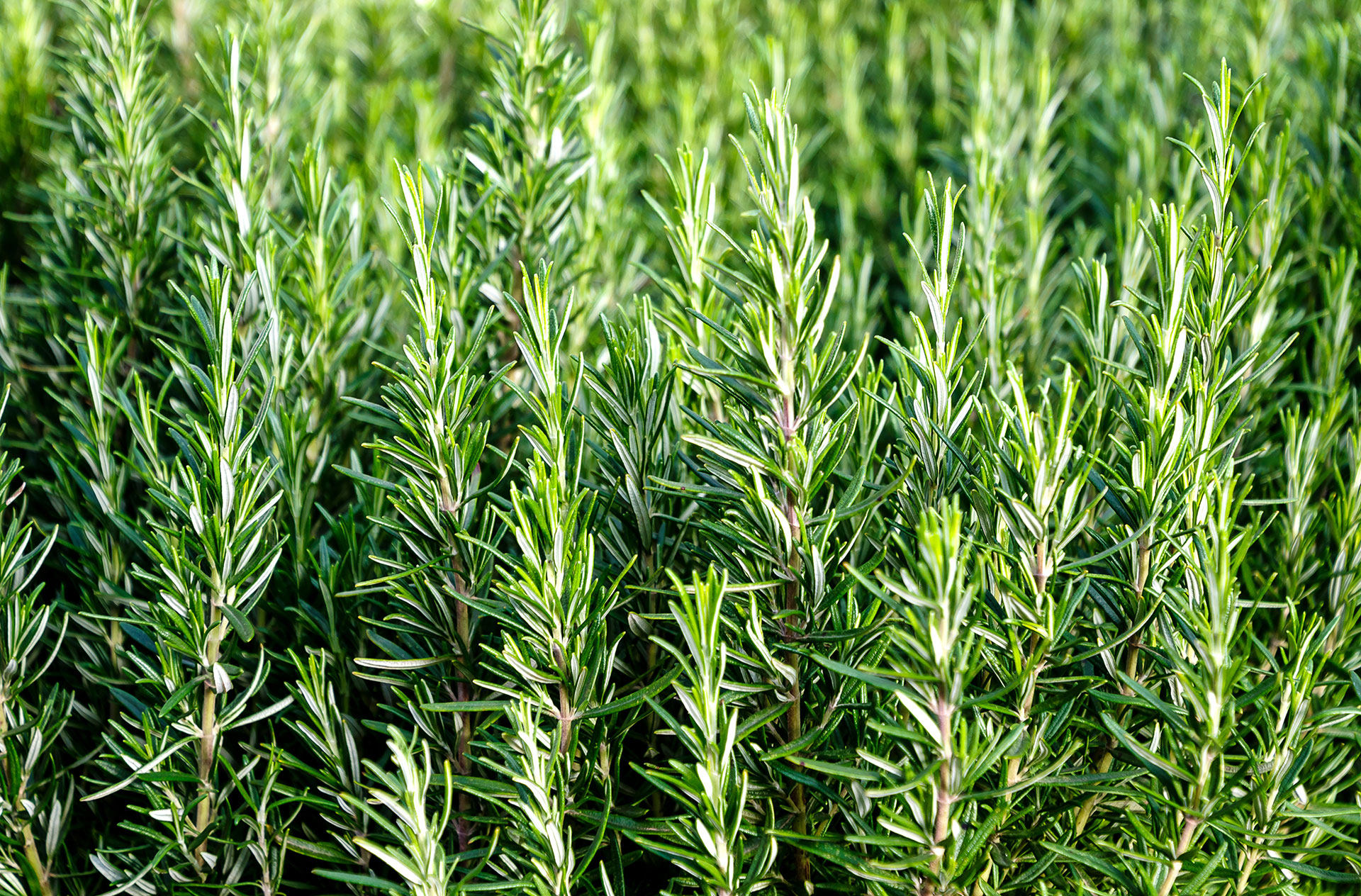 A field of rosemary.